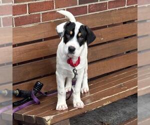 American Pit Bull Terrier-Unknown Mix Dogs for adoption in Boston, MA, USA