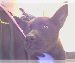 German Shepherd Dog Dogs for adoption in Sacramento, CA, USA