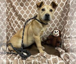 American Pit Bull Terrier-Unknown Mix Dogs for adoption in Modesto, CA, USA