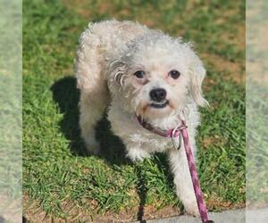 Poodle (Miniature) Dogs for adoption in Camarillo, CA, USA