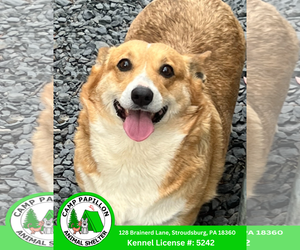 Pembroke Welsh Corgi Dogs for adoption in Stroudsburg, PA, USA