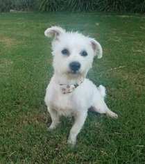Maltese Dogs for adoption in Royse City, TX, USA