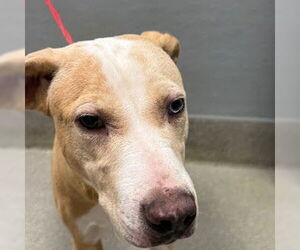 American Pit Bull Terrier-Unknown Mix Dogs for adoption in Las Vegas, NV, USA