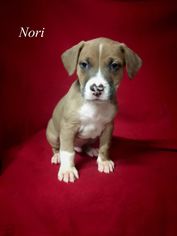 Labrador Retriever Dogs for adoption in Chester, IL, USA