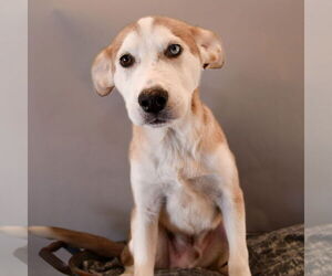 Australian Shepherd-Huskies Mix Dogs for adoption in Sheridan, CO, USA