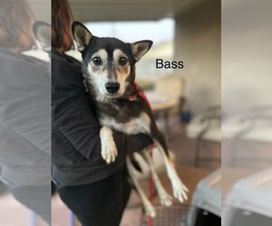 Shiba Inu Dogs for adoption in Studio City, CA, USA