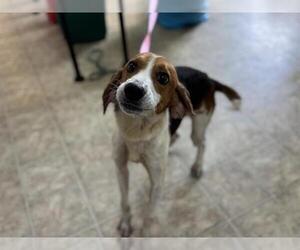 Mutt Dogs for adoption in Raleigh, NC, USA