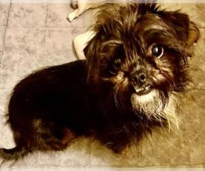 Shih Tzu-Unknown Mix Dogs for adoption in Colton, CA, USA