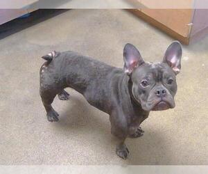 French Bulldog Dogs for adoption in Sacramento, CA, USA