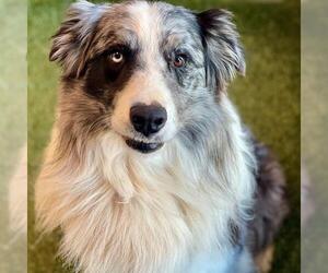 Australian Shepherd Dogs for adoption in Edmond, OK, USA