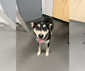 Siberian Husky-Unknown Mix Dogs for adoption in Corpus Christi, TX, USA