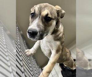Siberian Husky-Unknown Mix Dogs for adoption in Bakersfield, CA, USA