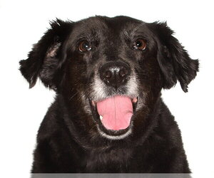 Medium Photo #3 Border Collie-Unknown Mix Puppy For Sale in Oakland Park, FL, USA