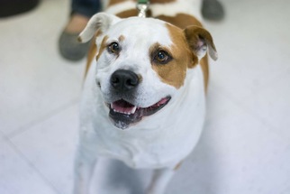 American Bulldog-Unknown Mix Dogs for adoption in Fresno, CA, USA