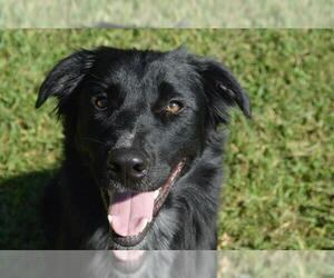 Borador Dogs for adoption in Olathe, KS, USA