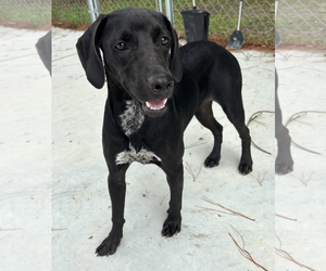 Sheprador Dogs for adoption in Oakhurst, NJ, USA