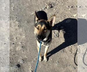 Australian Kelpie-German Shepherd Dog Mix Dogs for adoption in Incline Village, NV, USA