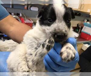 Mutt Dogs for adoption in Riverside, CA, USA