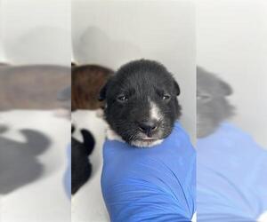 Medium Photo #2 Shepradors Puppy For Sale in Houston, TX, USA