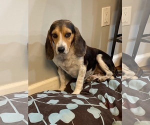 Beagle Dogs for adoption in Tenafly, NJ, USA