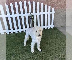 Border Terrier-Unknown Mix Dogs for adoption in Modesto, CA, USA