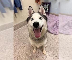 Siberian Husky Dogs for adoption in Brighton, CO, USA