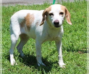 Beagle-Unknown Mix Dogs for adoption in Prattville, AL, USA