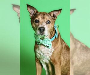 American Staffordshire Terrier-Unknown Mix Dogs for adoption in West Valley, UT, USA