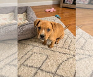 Mutt Dogs for adoption in Wenonah, NJ, USA