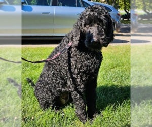 Labradoodle Dogs for adoption in Brooklyn Center, MN, USA