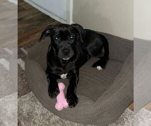 Mutt Dogs for adoption in Rockaway, NJ, USA