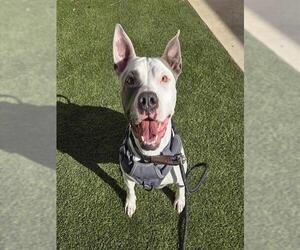 American Staffordshire Terrier-Unknown Mix Dogs for adoption in San Antonio, TX, USA