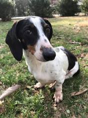 Dachshund Dogs for adoption in Forest, VA, USA