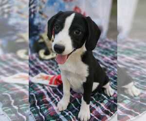 Australian Shepherd-Beagle Mix Dogs for adoption in Wakefield, RI, USA