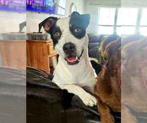 Rat Terrier-Unknown Mix Dogs for adoption in Genesee, WI, USA