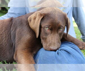 Labrador Retriever Dogs for adoption in Clovis, CA, USA