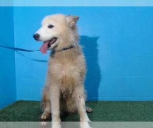 Samoyed Dogs for adoption in Orlando, FL, USA