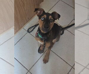 Doberman Pinscher-Unknown Mix Dogs for adoption in New London, WI, USA