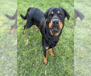 Rottweiler Dogs for adoption in Conroe, TX, USA