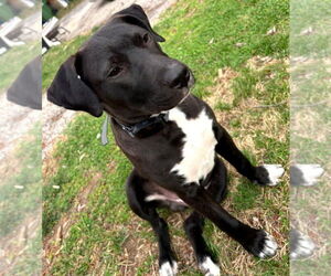 American Pit Bull Terrier-Labrador Retriever Mix Dogs for adoption in St. Ann, MO, USA