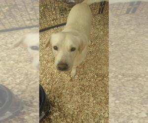 Chesador Dogs for adoption in Pandora, TX, USA