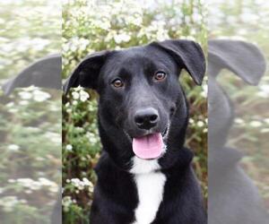 Labrador Retriever-Unknown Mix Dogs for adoption in Ashland, KY, USA
