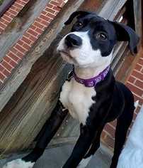 American Pit Bull Terrier-Labrador Retriever Mix Dogs for adoption in Staunton, VA, USA