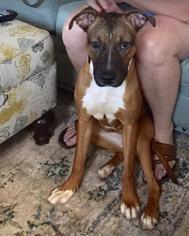 Bullboxer Pit Dogs for adoption in Chester, VA, USA