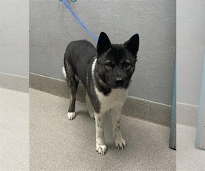 Akita-Unknown Mix Dogs for adoption in Las Vegas, NV, USA