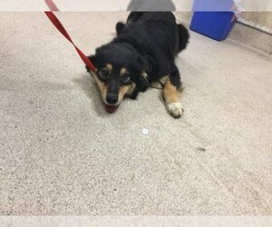 Border Collie Dogs for adoption in Riverside, CA, USA