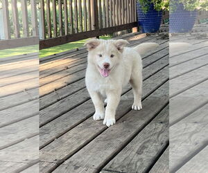 Chow Chow-Siberian Husky Mix Dogs for adoption in Waseca, MN, USA