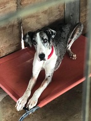 Great Dane Dogs for adoption in Minneapolis, MN, USA