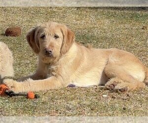 Labradoodle Dogs for adoption in Ogden, UT, USA