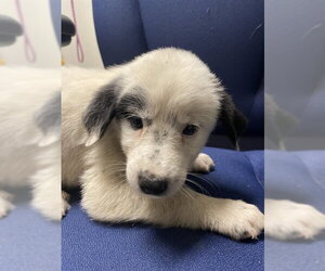 Great Pyrenees-Unknown Mix Dogs for adoption in Plano, TX, USA